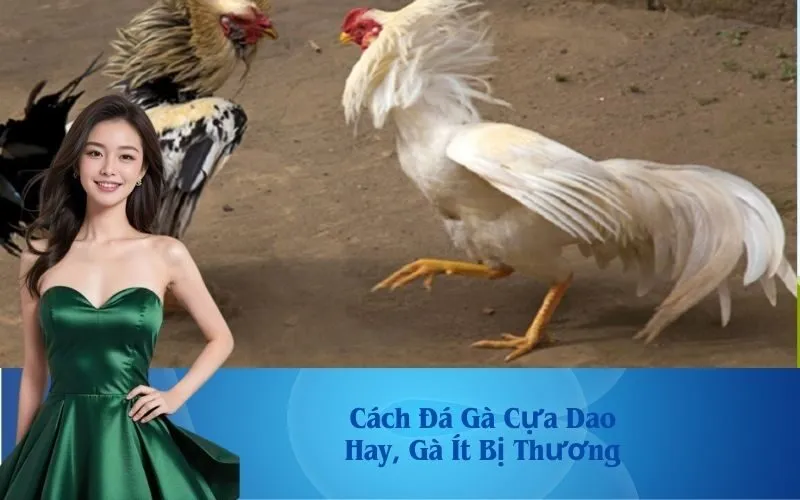 Cách Đá Gà Cựa Dao Hay, Gà Ít Bị Thương