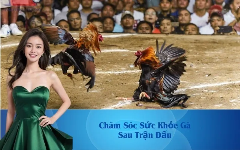 Chăm sóc sức khỏe gà sau trận đấu