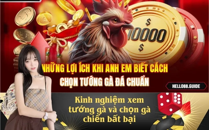 Kinh nghiệm xem tướng gà và chọn gà chiến bất bại