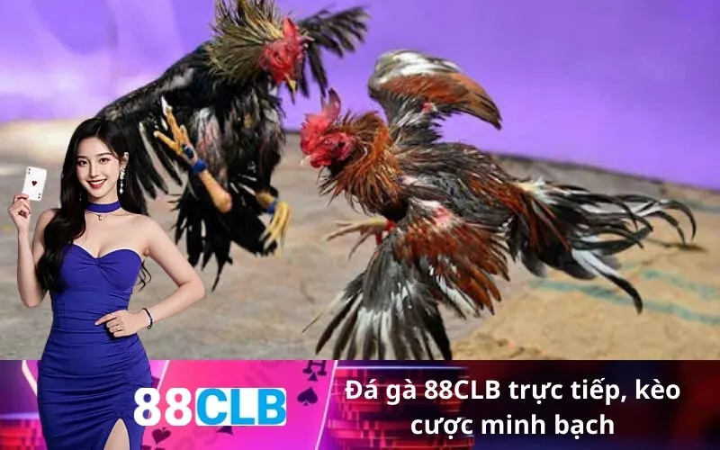 Đá gà 88CLB trực tiếp, kèo cược minh bạch