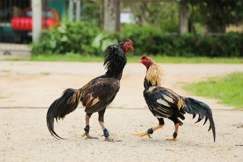 kinh nghiệm chọn giống gà
