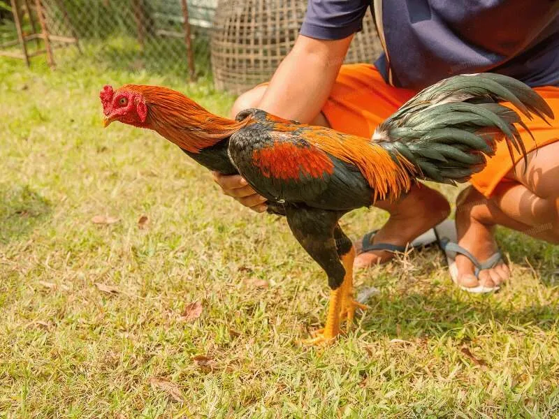 kinh nghiệm nuôi gà đá giai đoạn 10 – 12 tháng